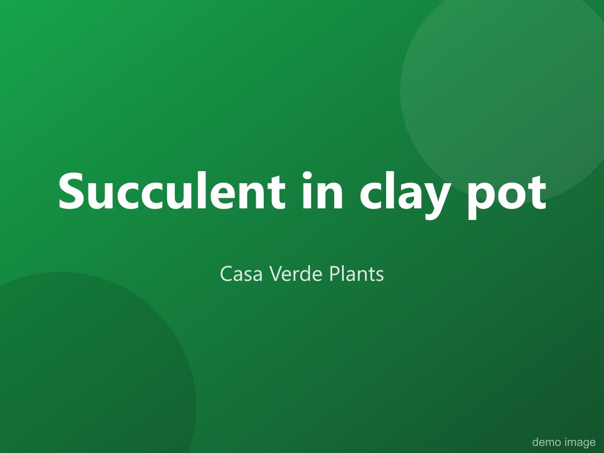 Succulent in clay pot