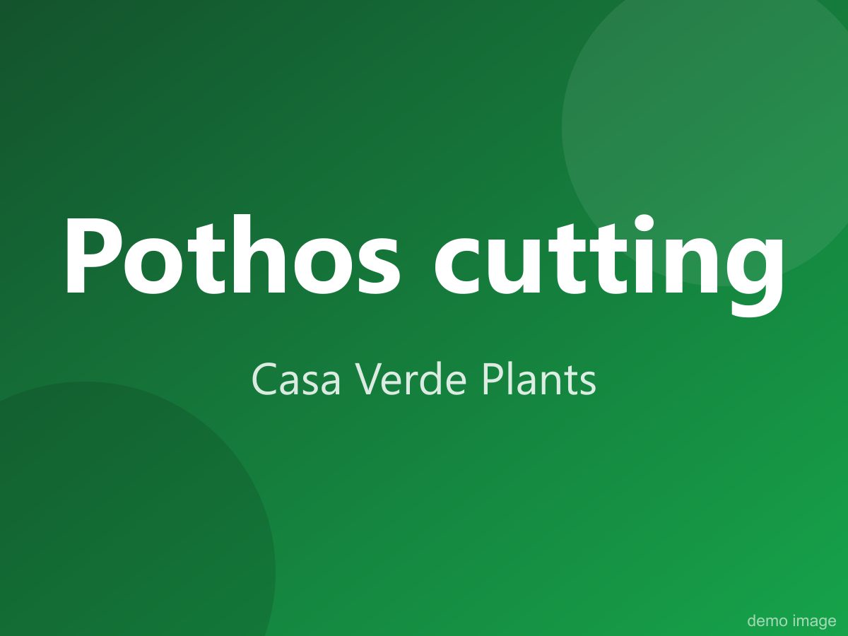 Pothos cutting